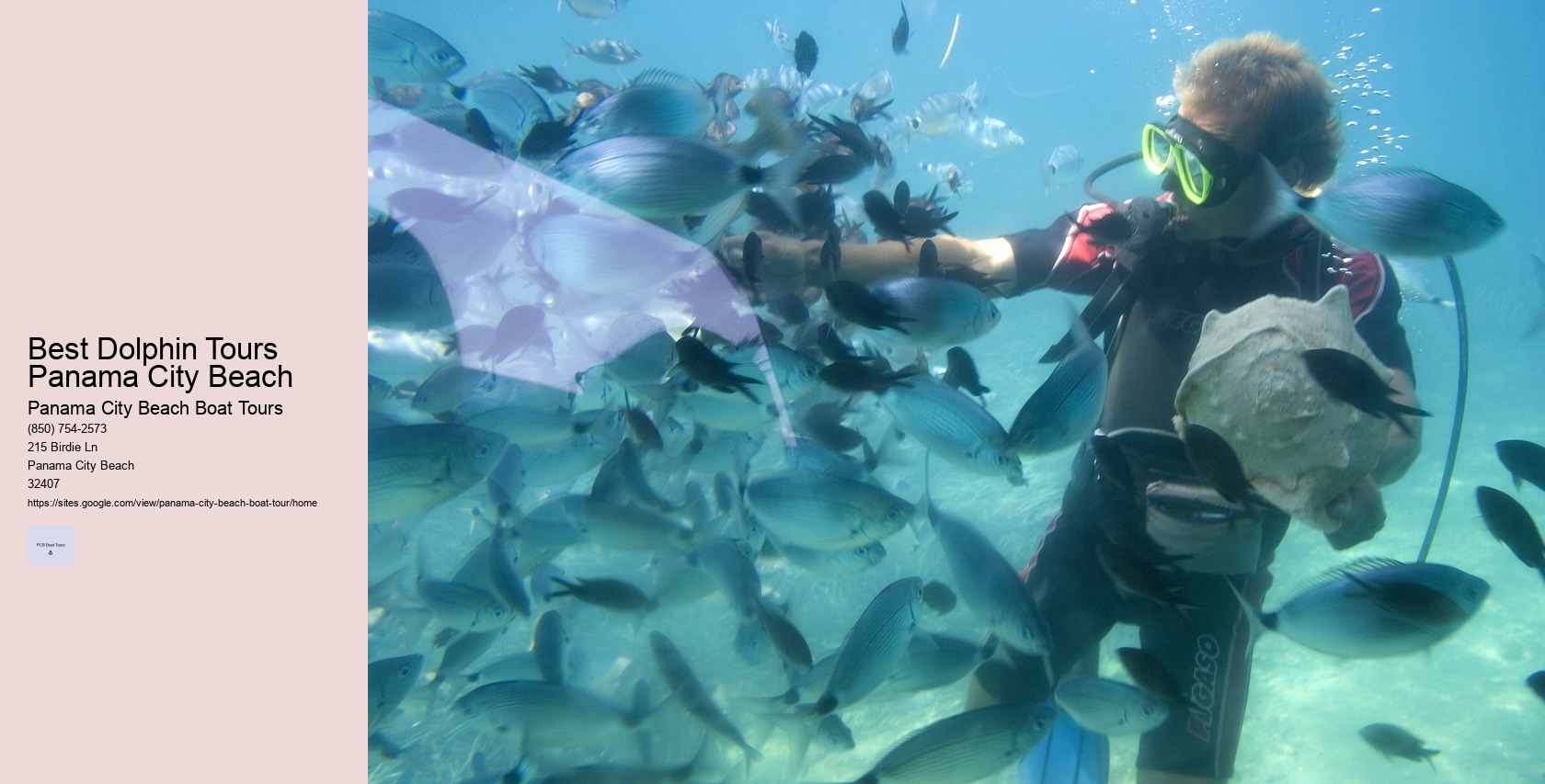 Best Dolphin Tours Panama City Beach